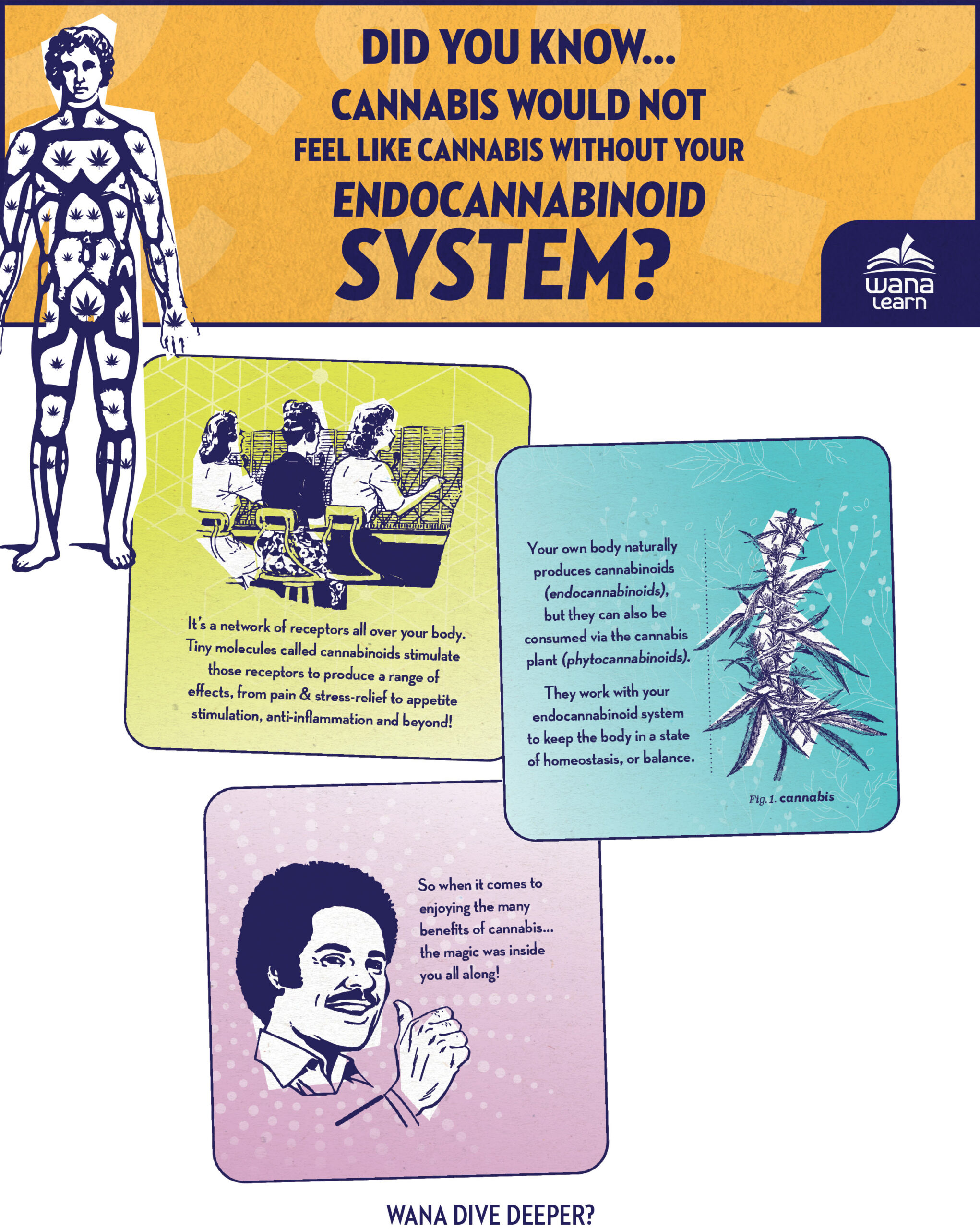 Guide to your endocannabinoid System
