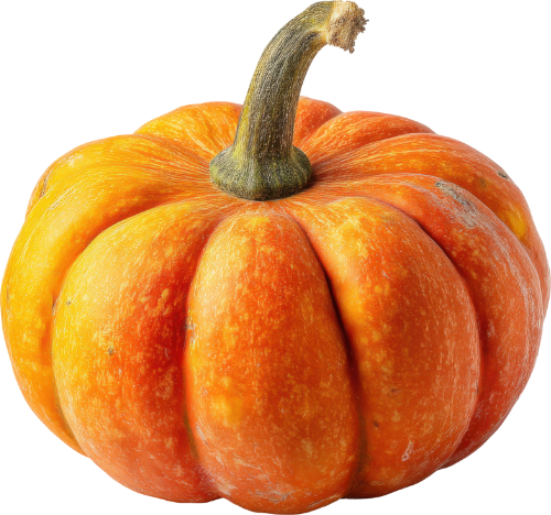 pumpkin 500